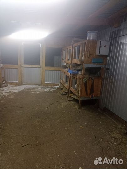 Клетки и кролики