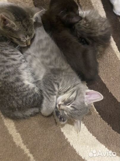 Котята в добрые руки бесплатно
