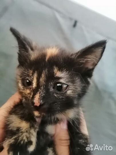 Котята в добрые руки бесплатно