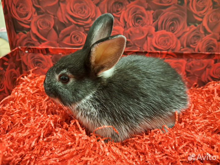Декоративные кролики