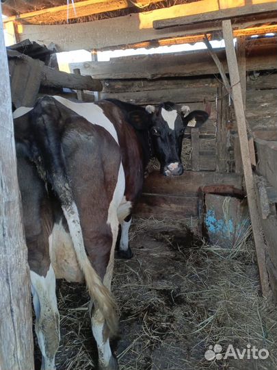 Корова дойная с бычком