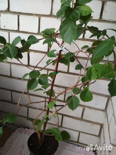 Бугенвиллия