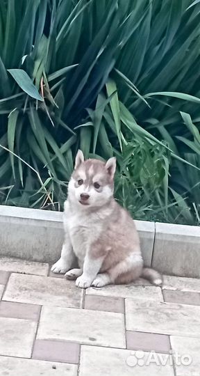 Щенки сибирской хаски