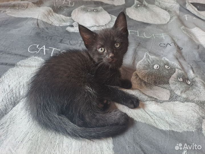 Кошки