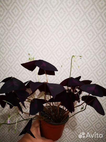 Кислица оксалис