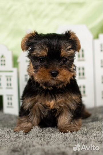 Йоркширский терьер