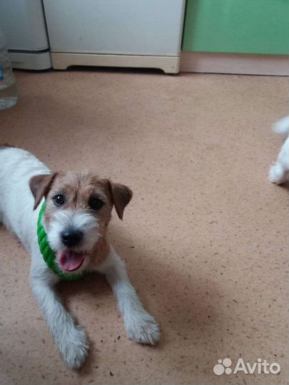 Джек Рассел терьер