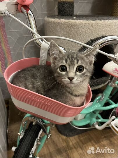 Котенок мальчик ищет дом