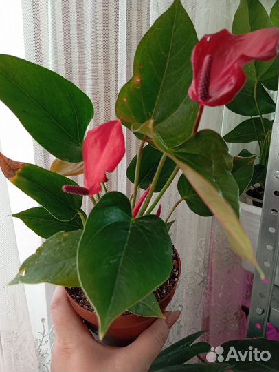 Антуриум бандерола лава