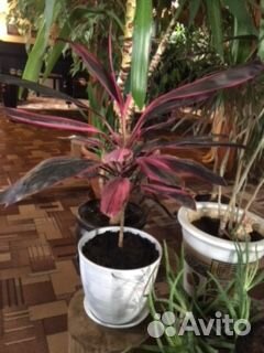 Кротоны, кордилины, пальмы и др