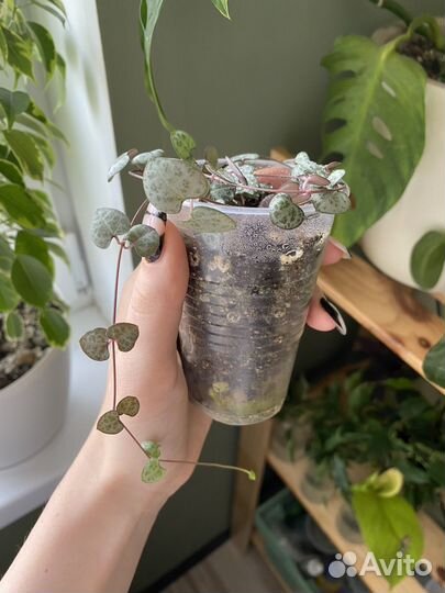 Церопегия вуда