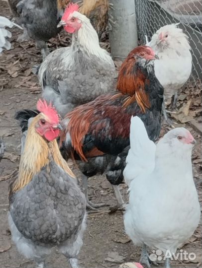 Петухи маран,амераукана и др