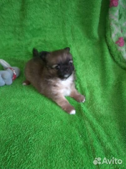 Продам щенка чихуахуа