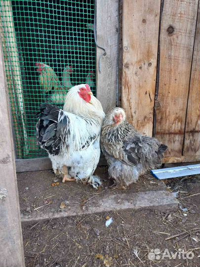 Куры петухи кохонхильд