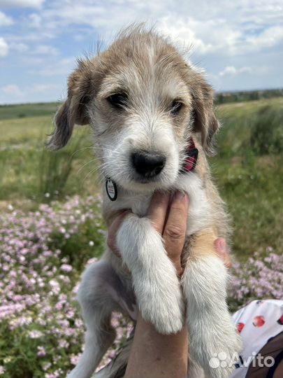 Щенок терьеристого типа в добрые руки