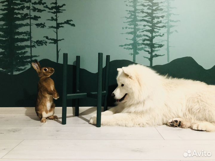 Передержка животных на время отпуска