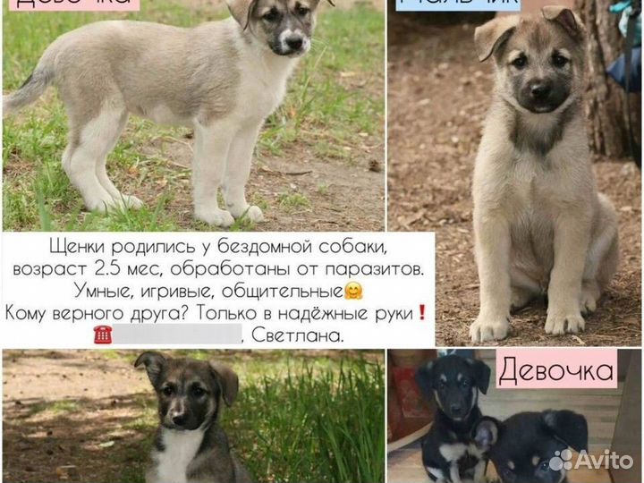 Щенок в добрые руки бесплатно