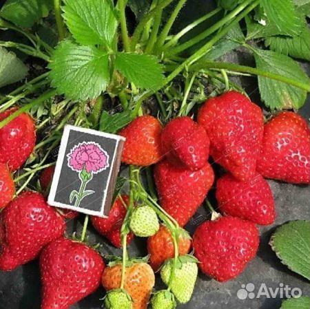 Клубника ремонтантная елизавета 2