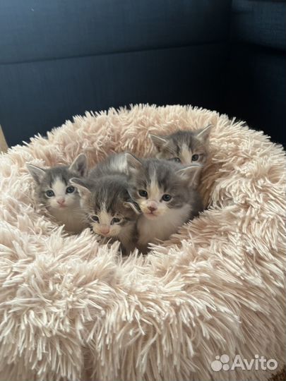 Котята в добрые руки