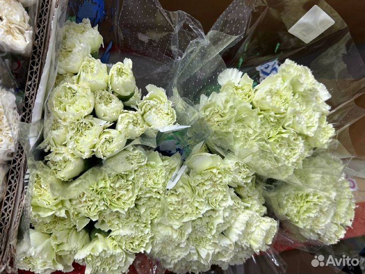 Цветы оптом Гвоздика оптом