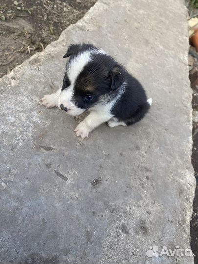 Лучший друг