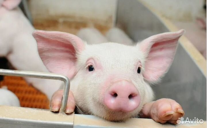 Оператор по уходу за скотом оплата 3 раза в месяц