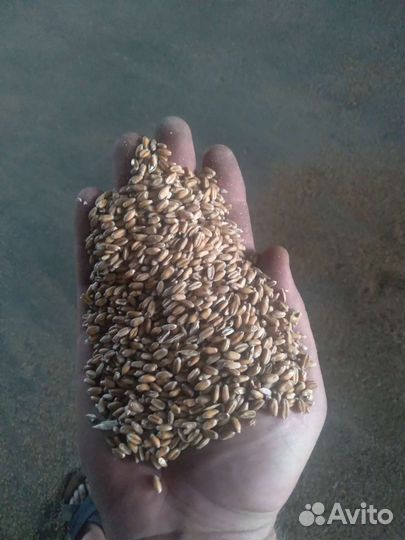 Зерно пшеница ячмень
