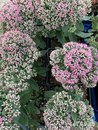 Очиток седум