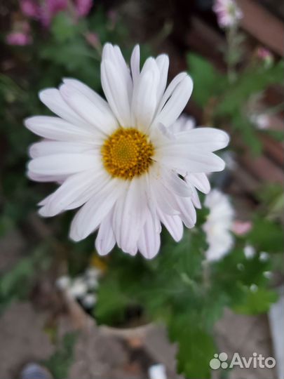 Хризантемы