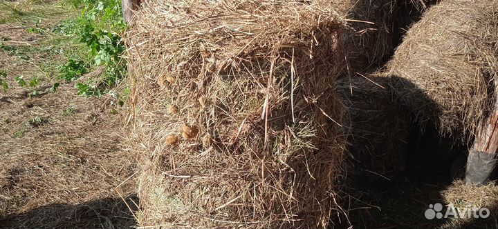 Сено в мини рулонах