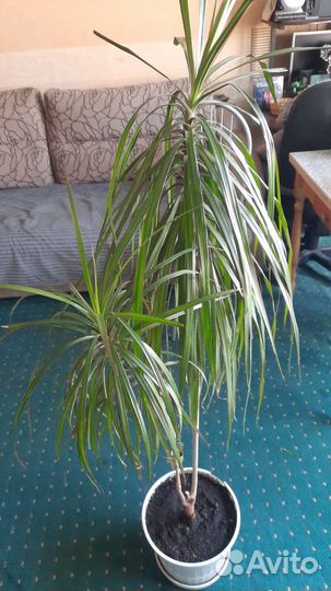 Спатифиллум, драцена, калеус, бегония