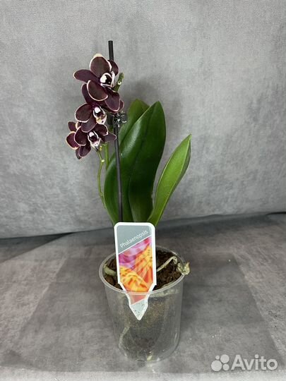 Орхидея фаленопсис мини