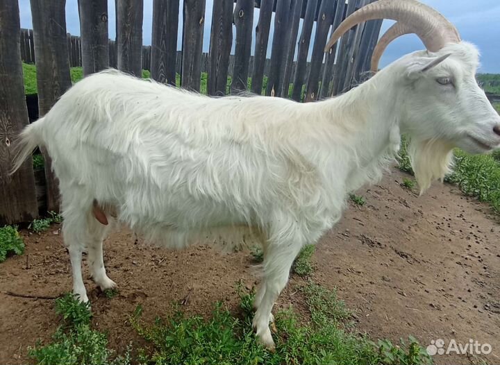 Зааненская дойная коза продам