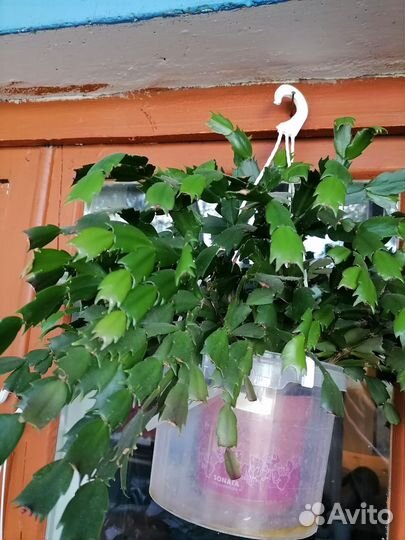 Декабрист красного, белого и розового цвета