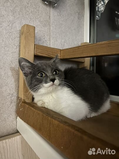Британский котенок (метис)