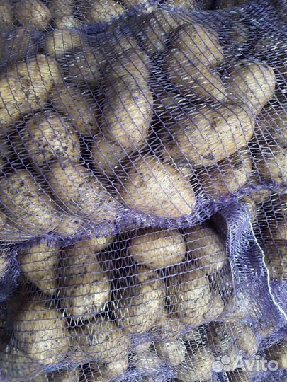 Картофель оптом от производителя