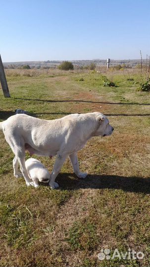 Среднеазиатская овчарка