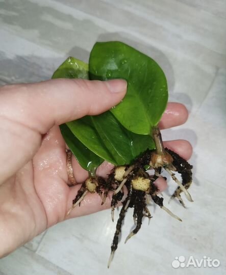 Замиокулькас