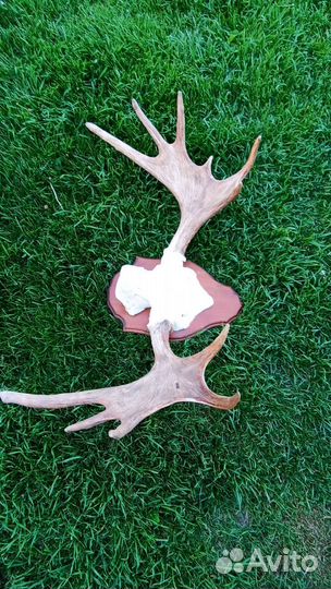 Продаются рога лося на медальоне
