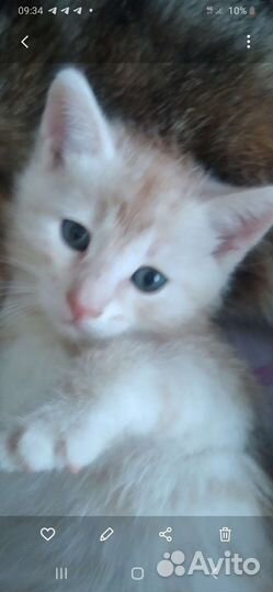 Котёнок малыш