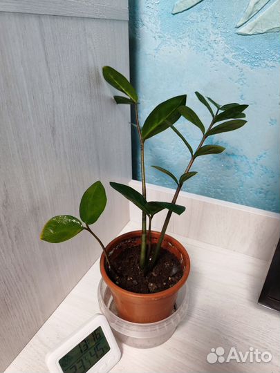 Замиокулькас