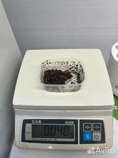 Черви для рыбалки