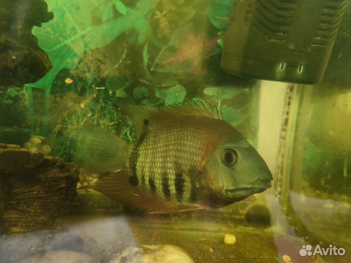 Аквариум с рыбками