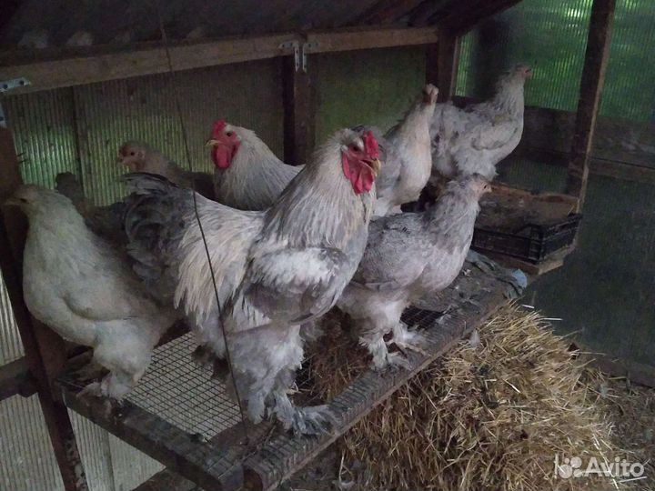 Куры и цыплята Брама Изабелла