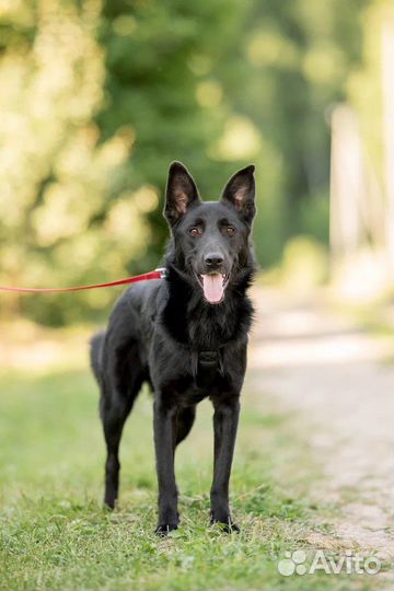 Черныш в добрые руки