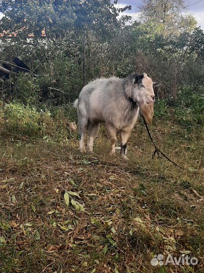 Козлик комолый