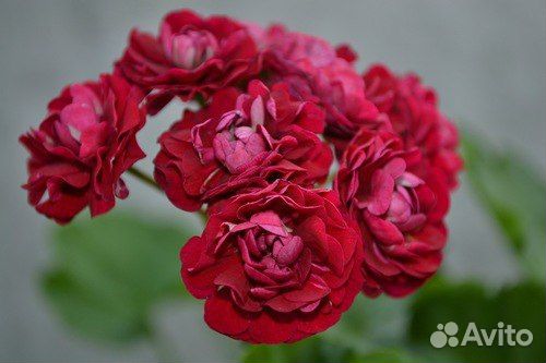Пеларгония Ungarisk Appleblossom rosebud