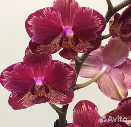 Орхидея фаленопсис Азия Европа нецветущие