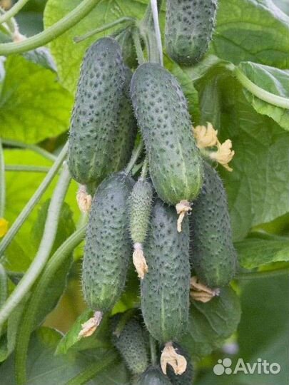 Самый урожайный гибрид огурца из Испании Бэрд F1