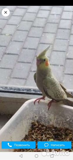 Попугай корелла девочка